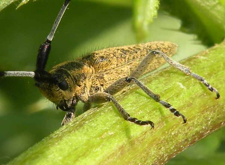 Sicula in Emilia? no, Agapanthia villosoviridescens